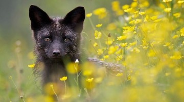 black-silver-fox
