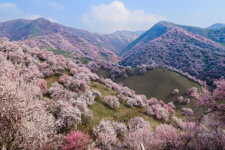 blooming-apricot-valley-yili-china (1)