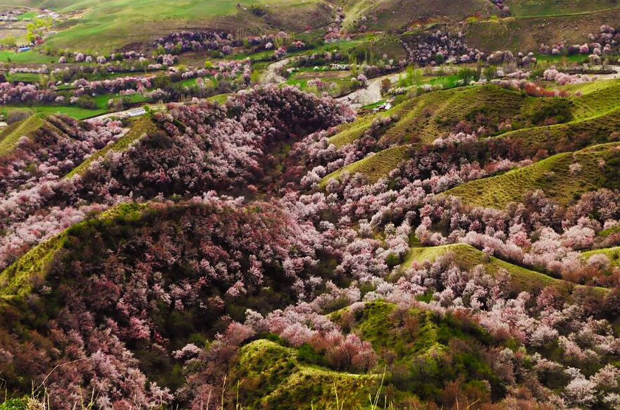 blooming-apricot-valley-yili-china (10)