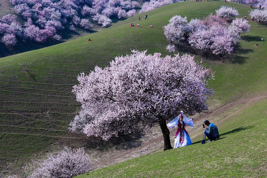 blooming-apricot-valley-yili-china (3)