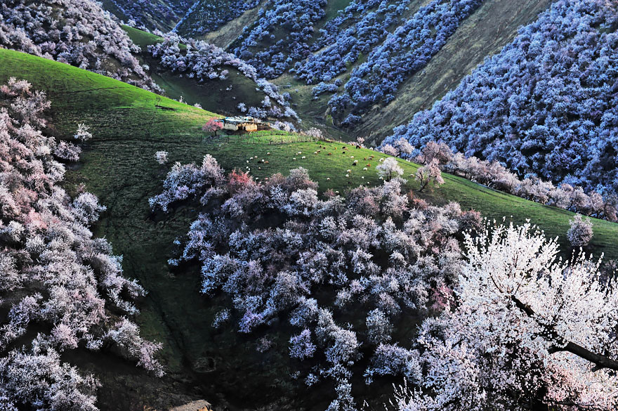 blooming-apricot-valley-yili-china